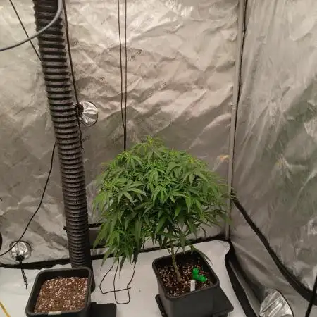5x5 Flower Tent