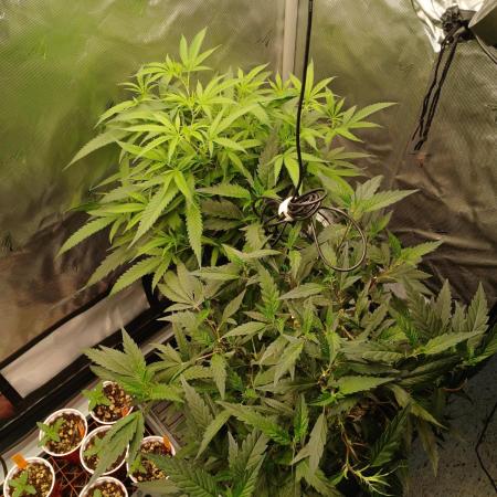 Veg Tent