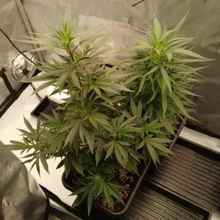 Veg Tent
