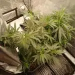 Veg Tent