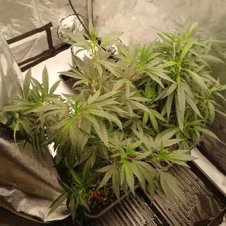 Veg Tent
