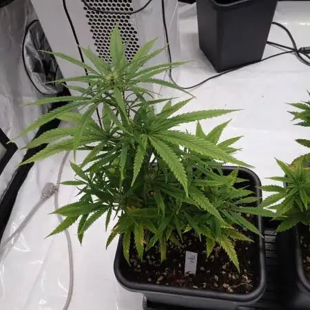 Veg Tent