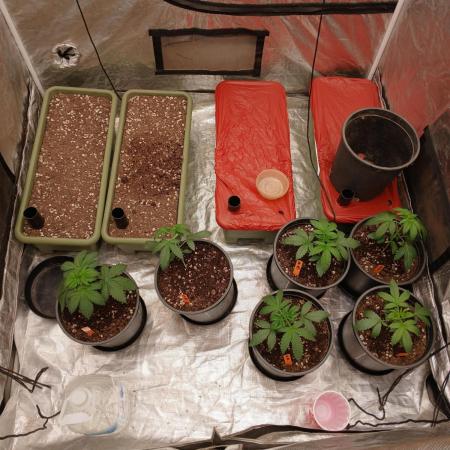 4x4 Mother / Veg Tent