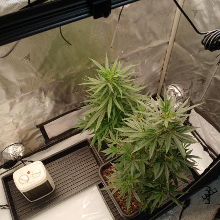 Veg Tent