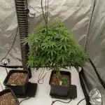 5x5 Flower Tent
