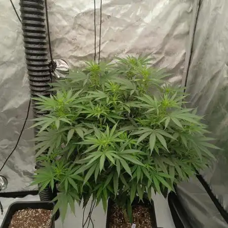 5x5 Flower Tent
