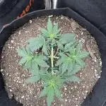 Walter White 🧑‍🍳