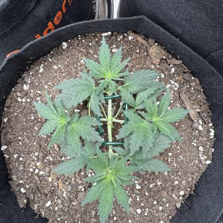 Walter White 🧑‍🍳