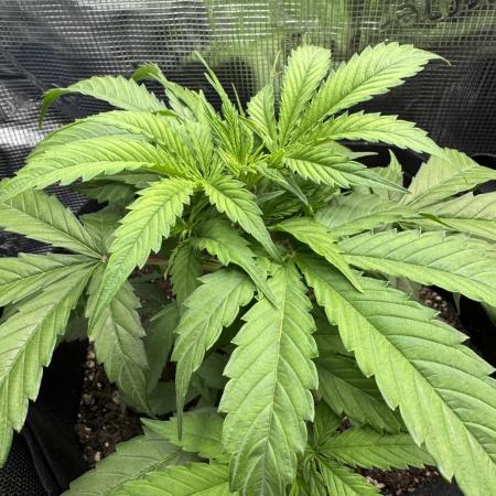 White widow (FG)