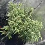 White widow (FG)
