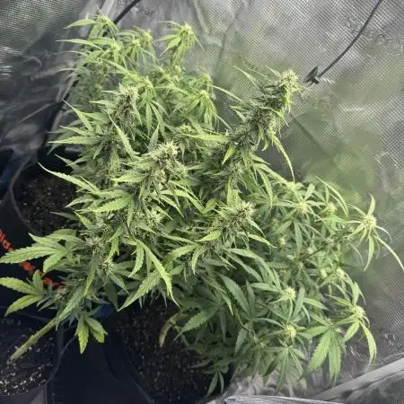 White widow (FG)