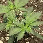 Walter White 🧑‍🍳