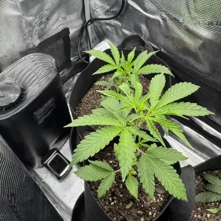 White widow (FG)