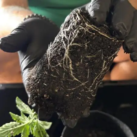 White widow (FG)