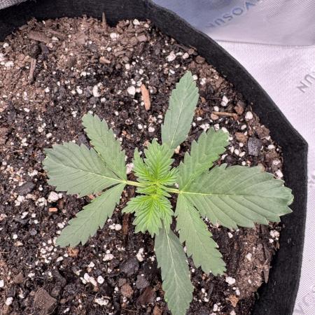 Walter White 🧑‍🍳