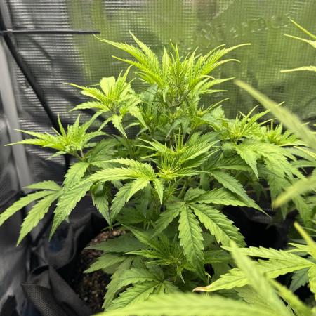 White widow (FG)