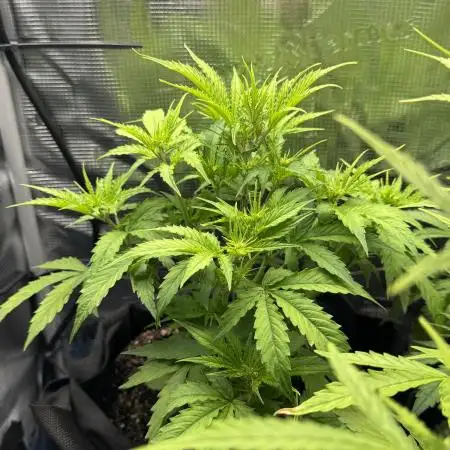 White widow (FG)