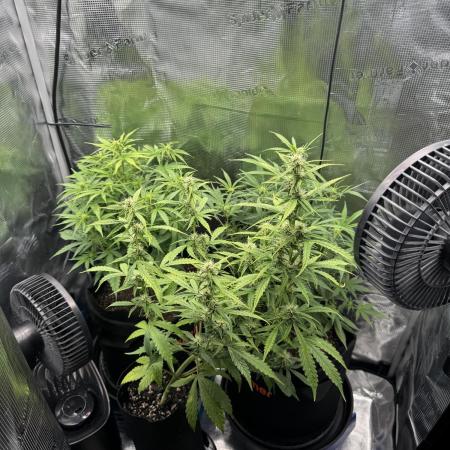 White widow (FG)