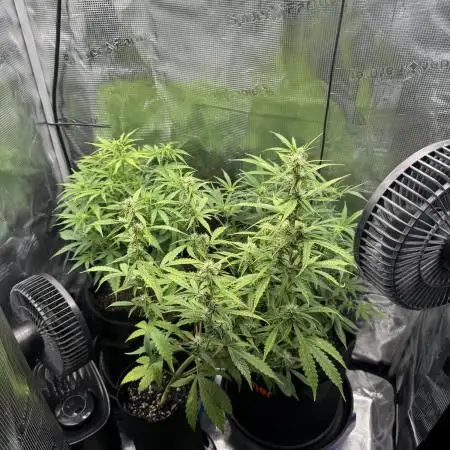 White widow (FG)