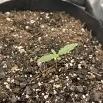 Walter White 🧑‍🍳