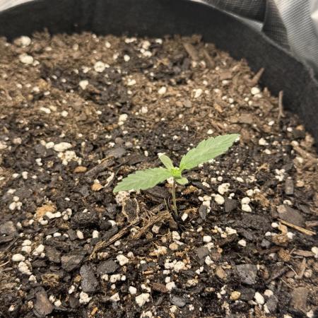 Walter White 🧑‍🍳