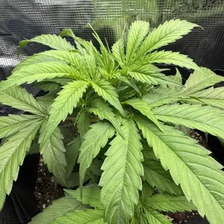 White widow (FG)