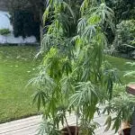 Sweet Skunk