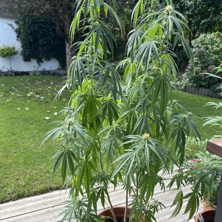 Sweet Skunk