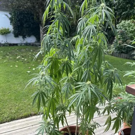 Sweet Skunk