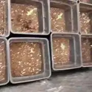 Limoncello Barneys's Farm