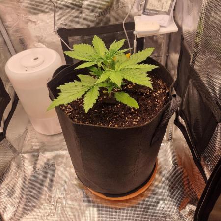 Run 2 Purple Haze by Fastbuds