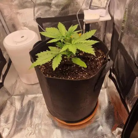 Run 2 Purple Haze by Fastbuds