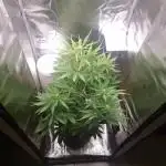 Run 2 Purple Haze by Fastbuds
