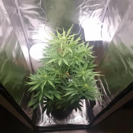 Run 2 Purple Haze by Fastbuds