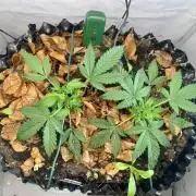 Fast Buds BPP AF-LIVING SOIL