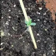 Living soil BPP Auto from Fast Buds