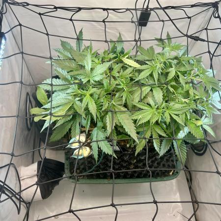 Fast Buds BPP AF-LIVING SOIL