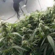 Fast Buds BPP AF-LIVING SOIL