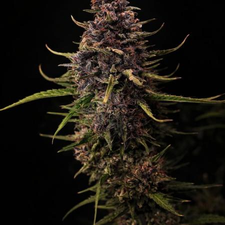 Fast Buds BPP AF-LIVING SOIL