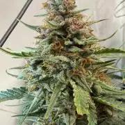 Fast Buds BPP AF-LIVING SOIL