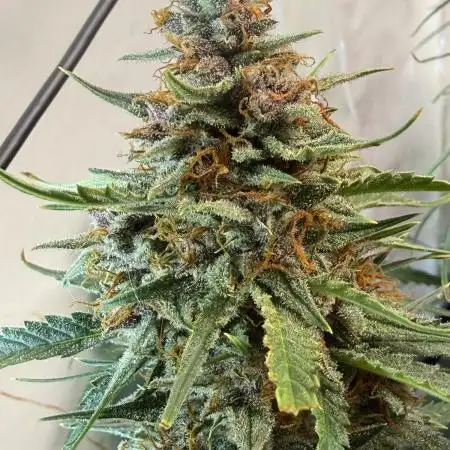 Fast Buds BPP AF-LIVING SOIL
