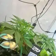 Fast Buds BPP AF-LIVING SOIL