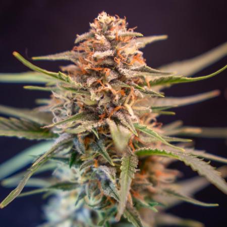 Fast Buds BPP AF-LIVING SOIL