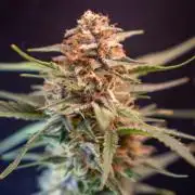 Fast Buds BPP AF-LIVING SOIL