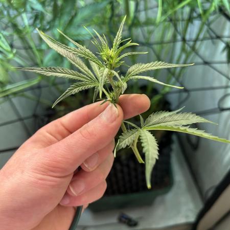 Fast Buds BPP AF-LIVING SOIL