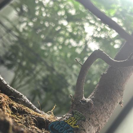 Fast Buds BPP AF-LIVING SOIL