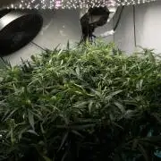 Fast Buds BPP AF-LIVING SOIL