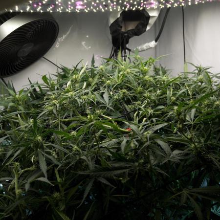 Fast Buds BPP AF-LIVING SOIL