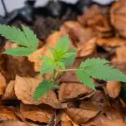 Fast Buds BPP AF-LIVING SOIL