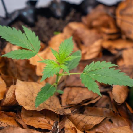 Fast Buds BPP AF-LIVING SOIL